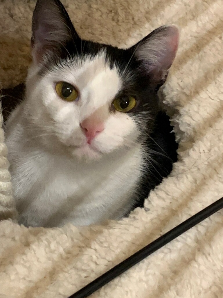 Mama, a Adoptable Domestic Short Hair in El Segundo, CA image 5/12