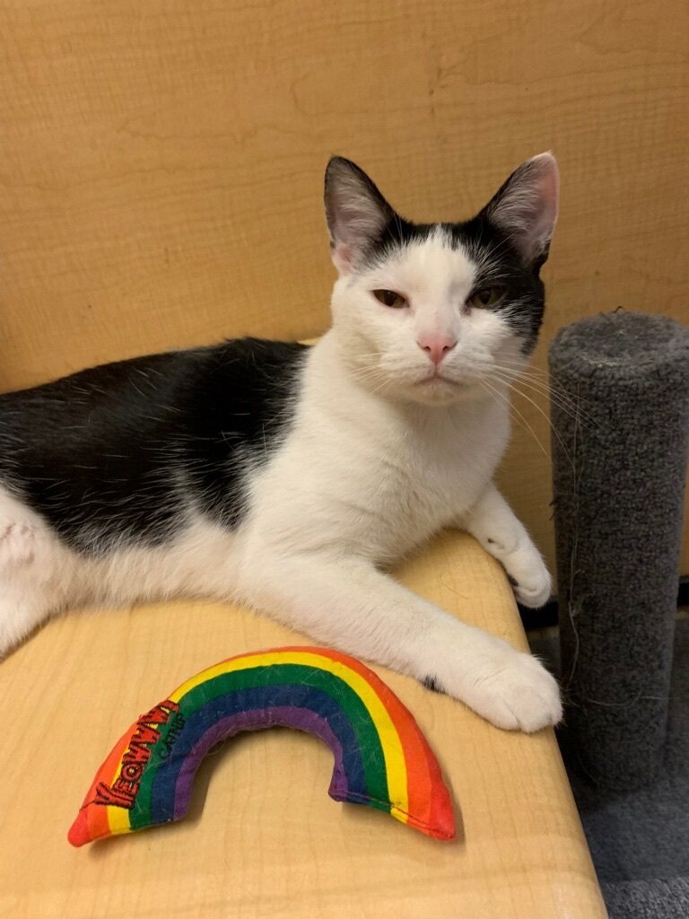 Mama, a Adoptable Domestic Short Hair in El Segundo, CA image 6/12