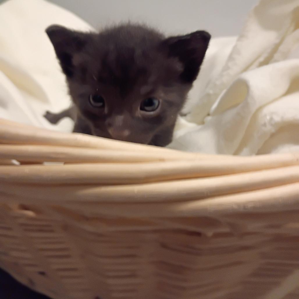 Enlarge Teddy, a Adoptable Domestic Short Hair in Show Low, AZ image 1/2