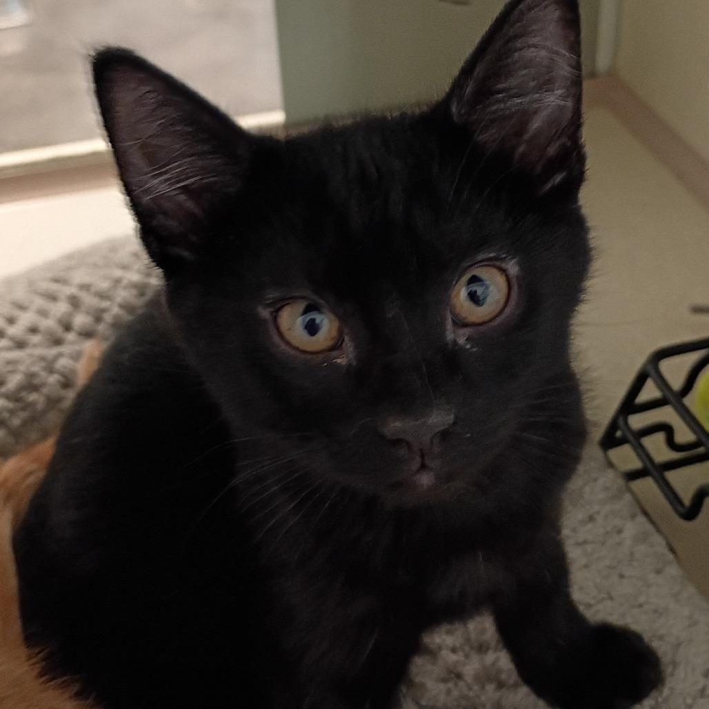 Enlarge Teddy, a Adoptable Domestic Short Hair in Show Low, AZ image 2/2