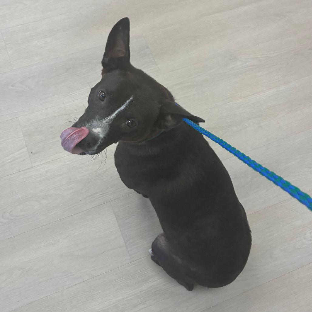 Blossom, Adoptable, Adult Female Terrier & Mixed Breed.