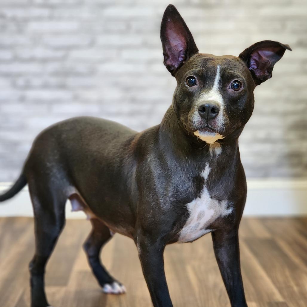 Enlarge Blossom, a Adoptable mixed breed in Montgomery, AL image 2/2