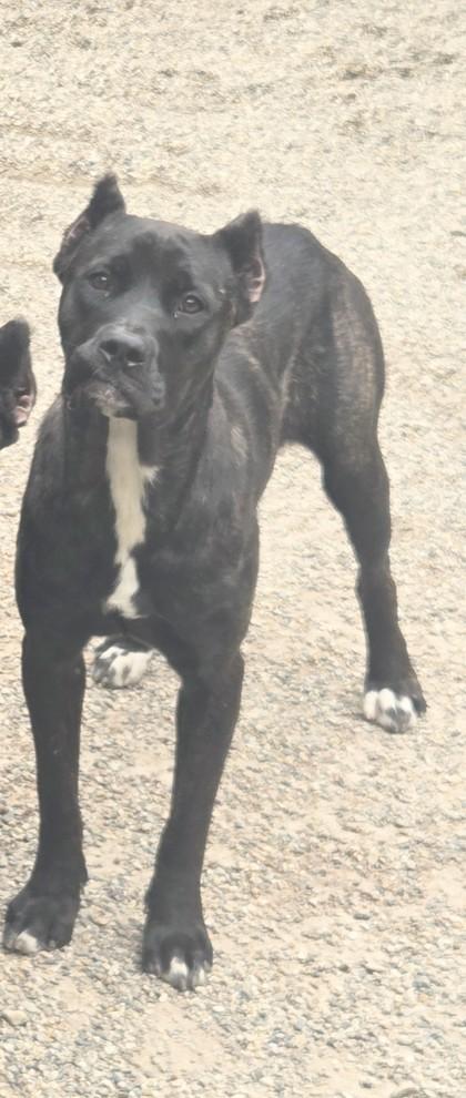 Enlarge Hermione, a Adoptable mixed breed in South Bend, IN image 1/2