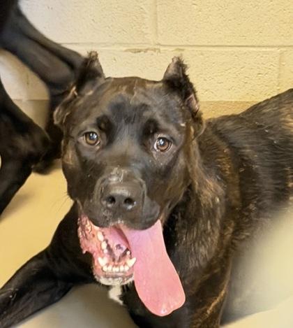 Enlarge Hermione, a Adoptable mixed breed in South Bend, IN image 2/2