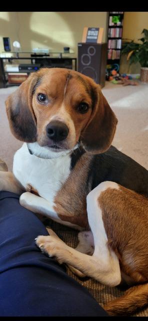 JACK, a Adoptable Beagle in Newaygo, MI image 2/2