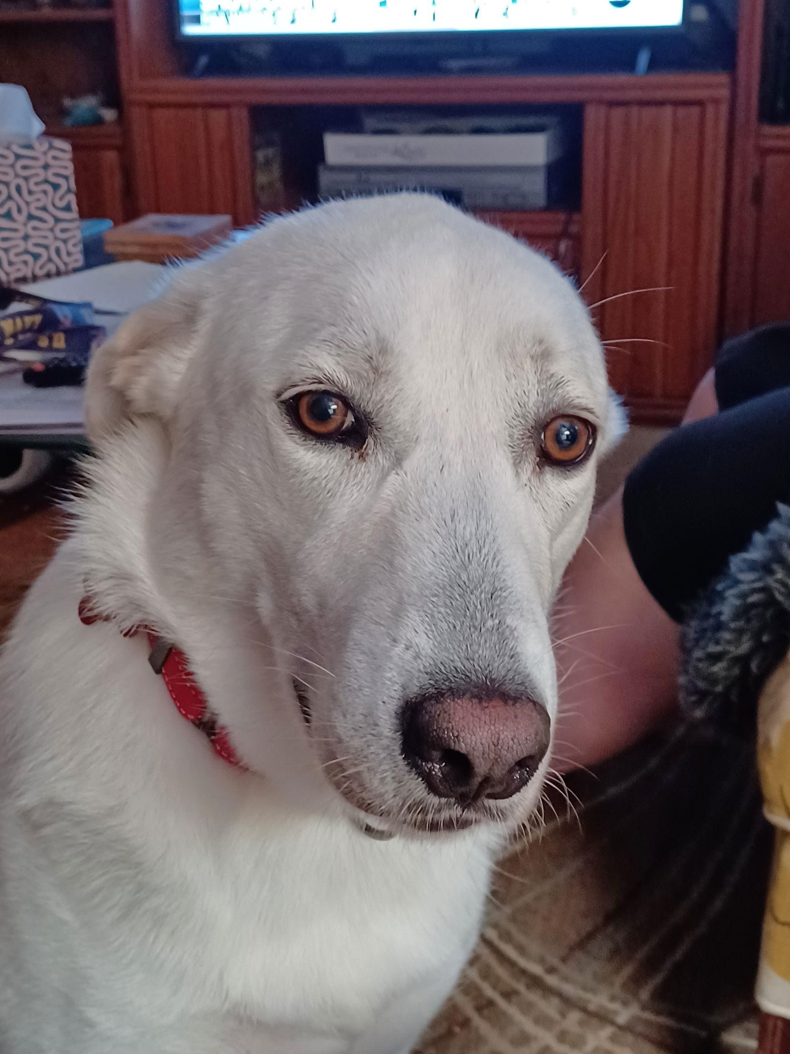 Dakota, Adopted, Young Female White German Shepherd.