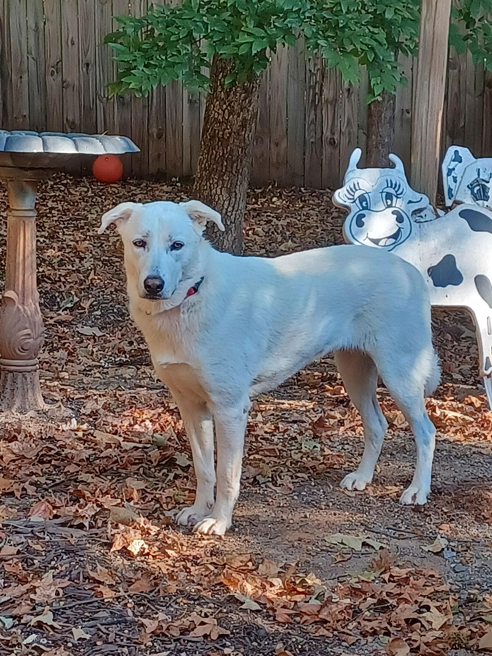 Enlarge Dakota, a Adopted White German Shepherd in Chamblee, GA image 2/3