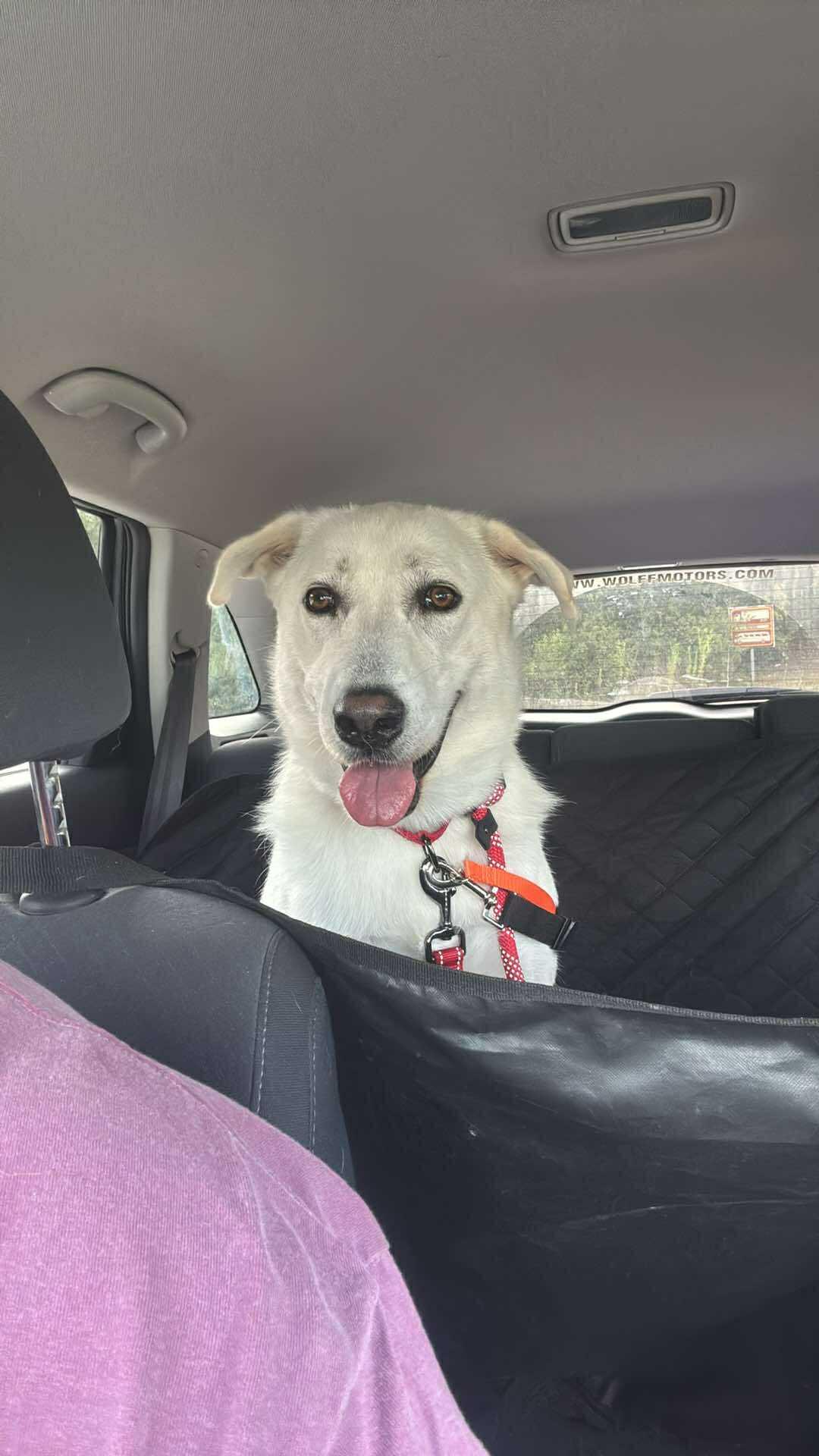 Enlarge Dakota, a Adopted White German Shepherd in Chamblee, GA image 3/3