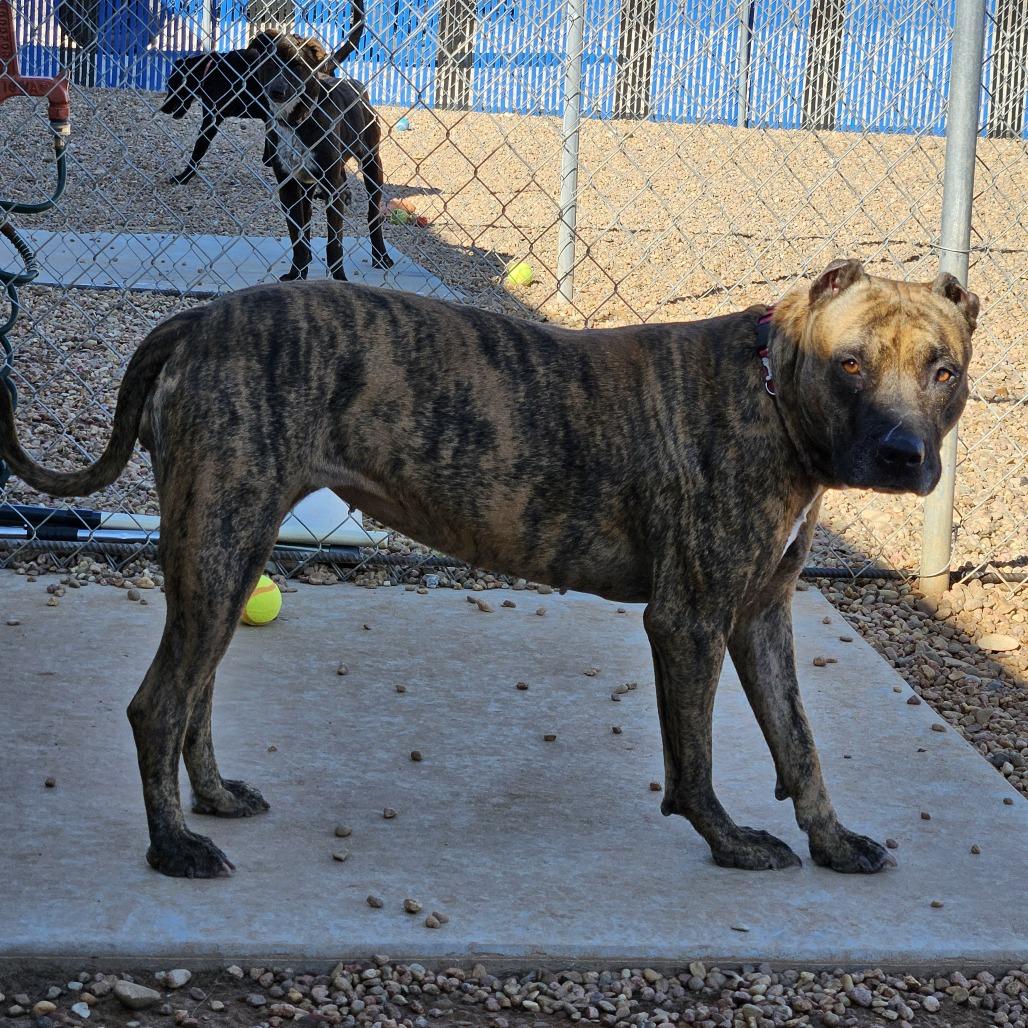 Enlarge Sina, a Adoptable Pit Bull Terrier in Kingman, KS image 1/3