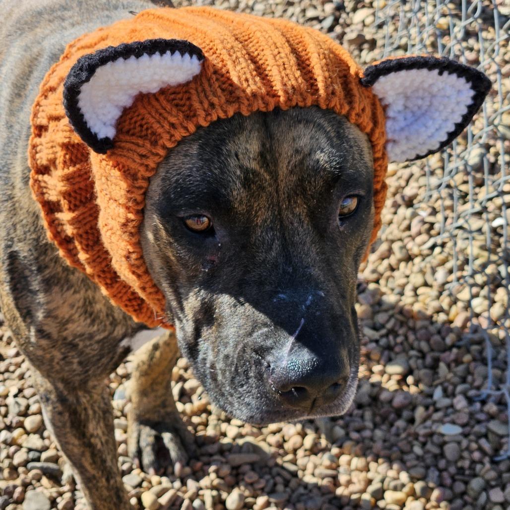 Enlarge Sina, a Adoptable Pit Bull Terrier in Kingman, KS image 2/3