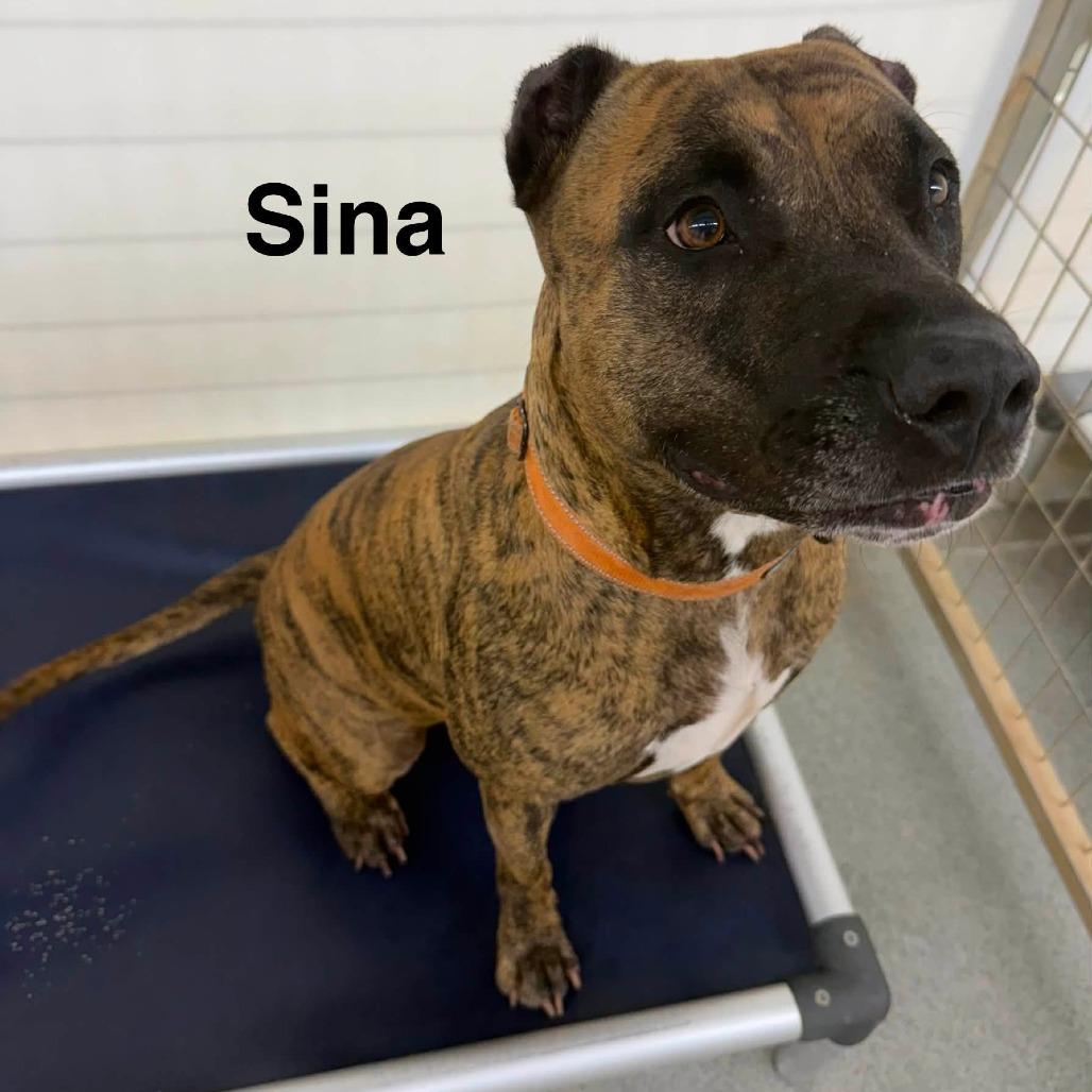 Enlarge Sina, a Adoptable Pit Bull Terrier in Kingman, KS image 3/4