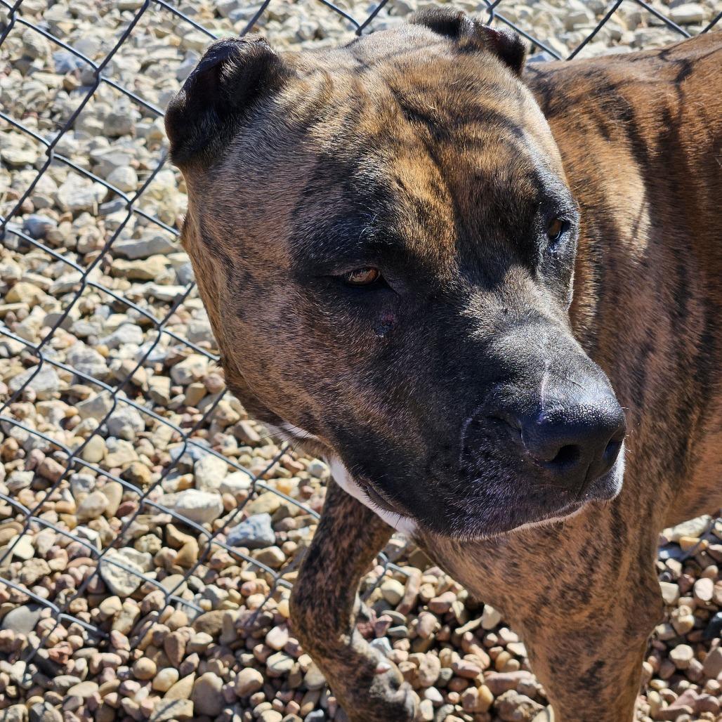 Enlarge Sina, a Adoptable Pit Bull Terrier in Kingman, KS image 3/3