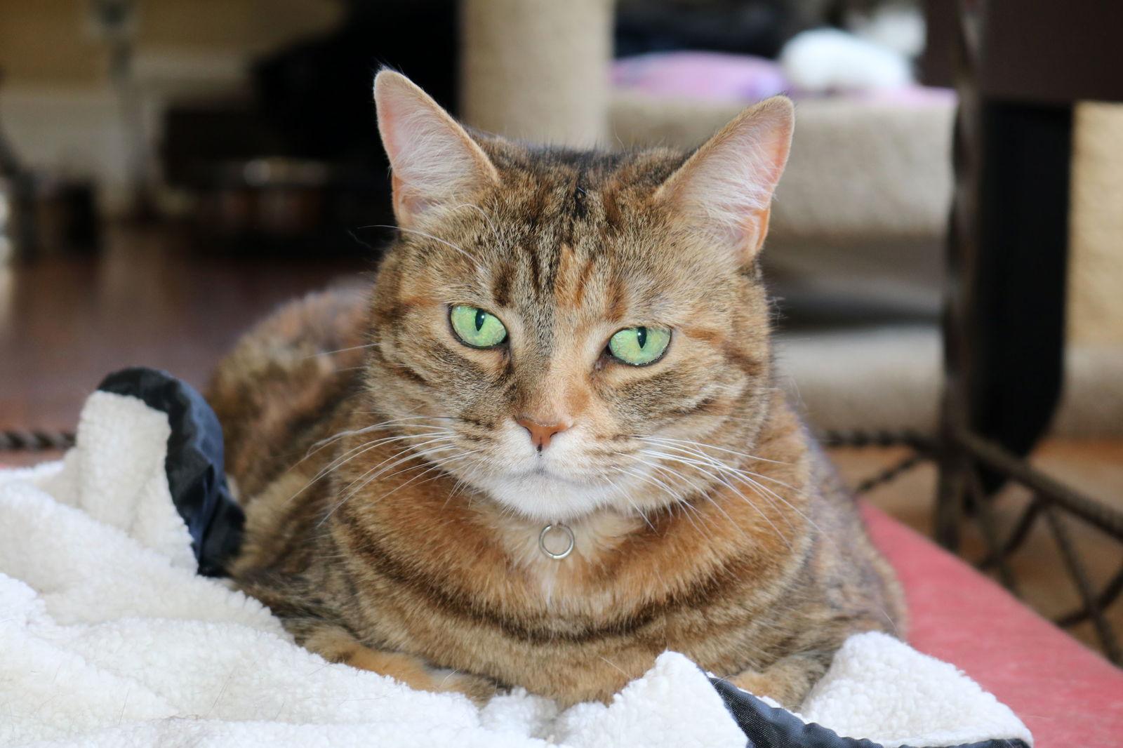 Savannah, Adoptable, Adult Female Abyssinian & Calico.