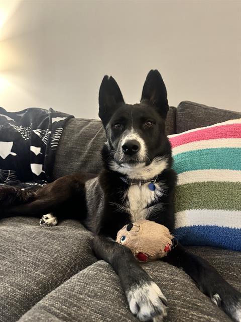 ROXY, Adoptable, Young Female Mixed Breed.