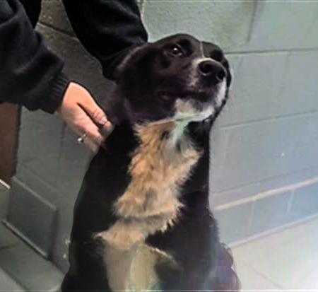 Enlarge ROXY, a Adoptable Mixed Breed in Nashville, TN image 1/1