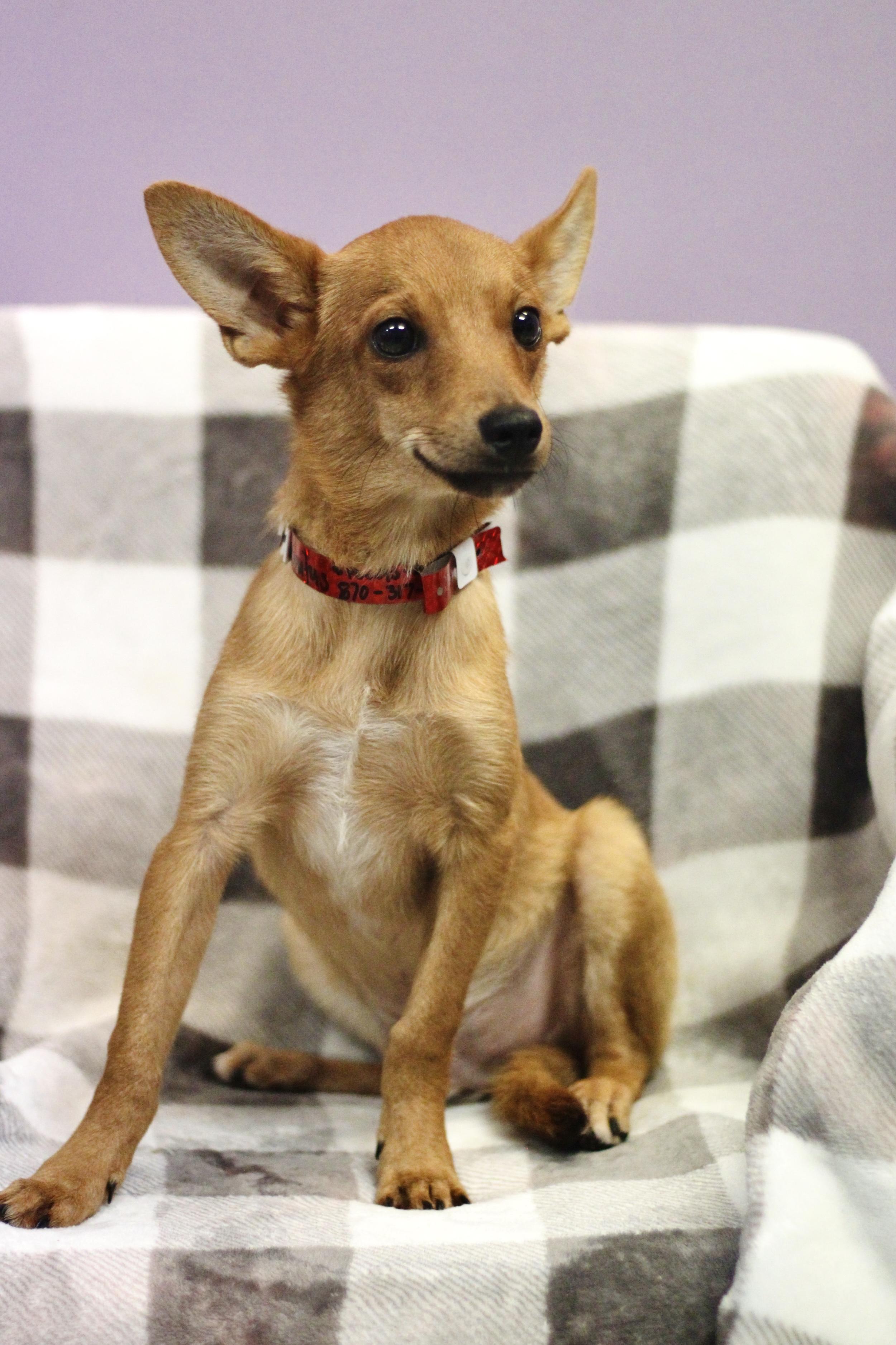Enlarge Bark Hogan in NH. Come Meet our Adoptable Dogs Wednesday-Saturday. More info in Bio, a Adoptable mixed breed in Manchester, NH image 2/4