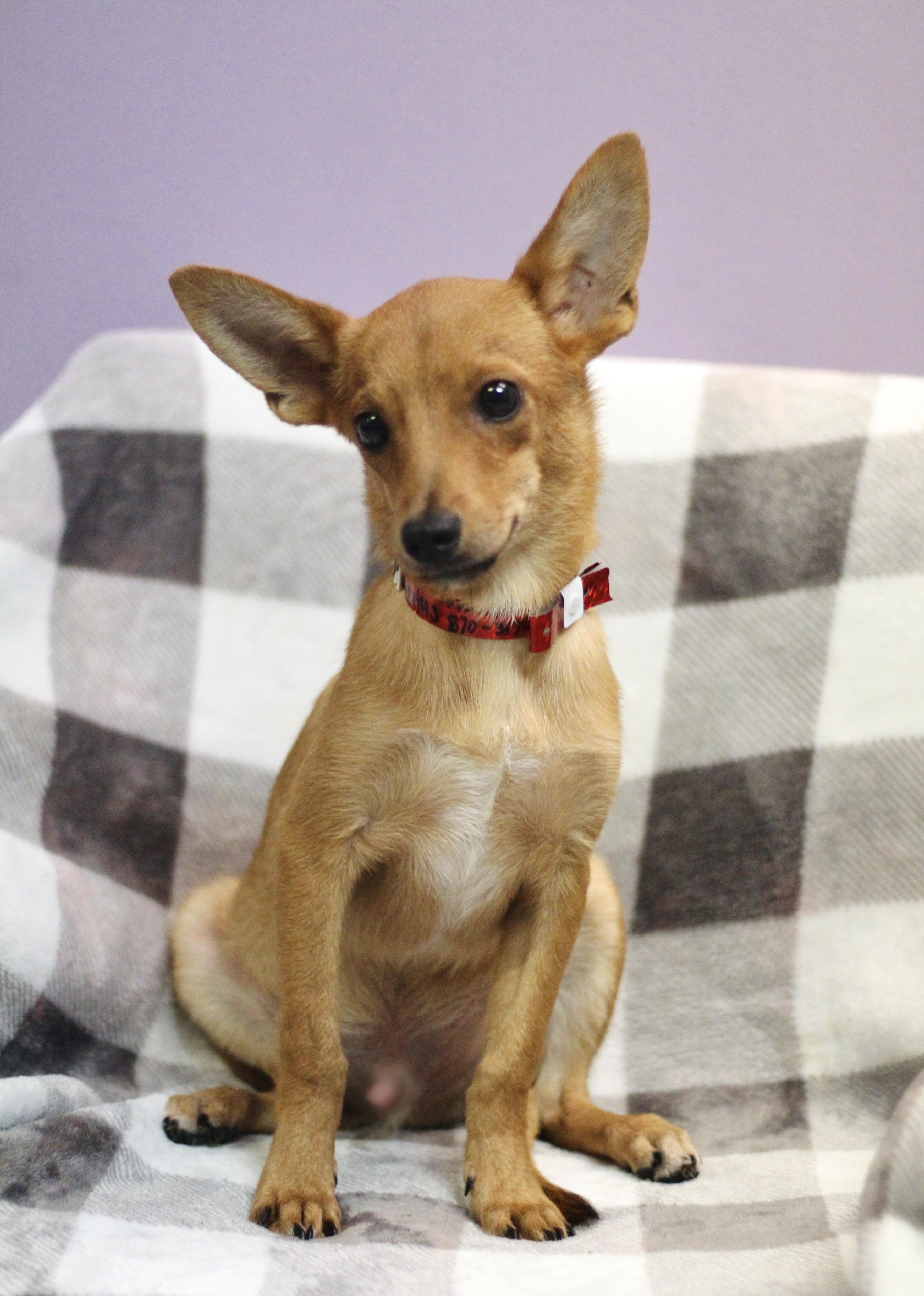 Enlarge Bark Hogan in NH. Come Meet our Adoptable Dogs Wednesday-Saturday. More info in Bio, a Adoptable mixed breed in Manchester, NH image 3/4
