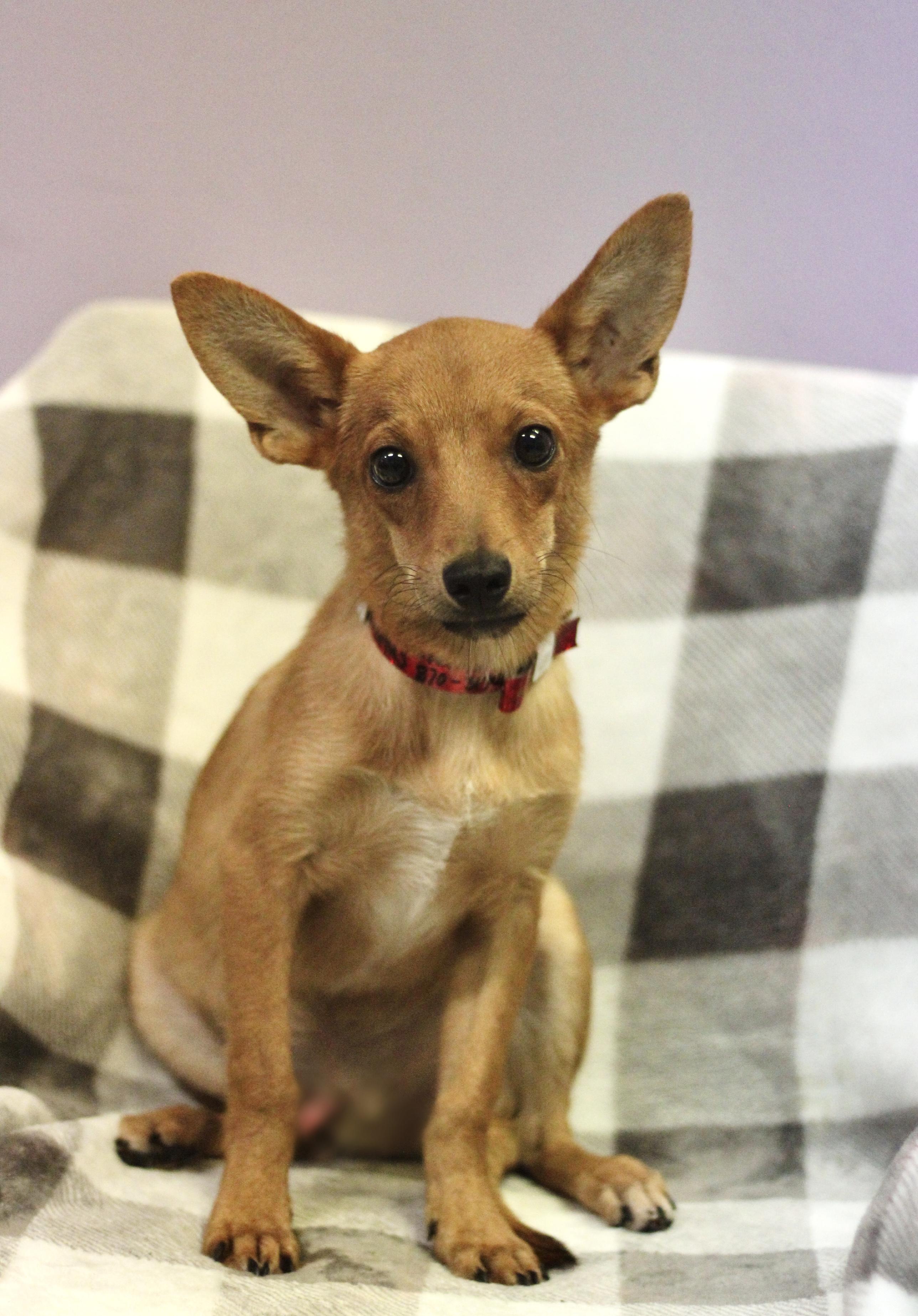 Enlarge Bark Hogan in NH. Come Meet our Adoptable Dogs Wednesday-Saturday. More info in Bio, a Adoptable mixed breed in Manchester, NH image 4/4