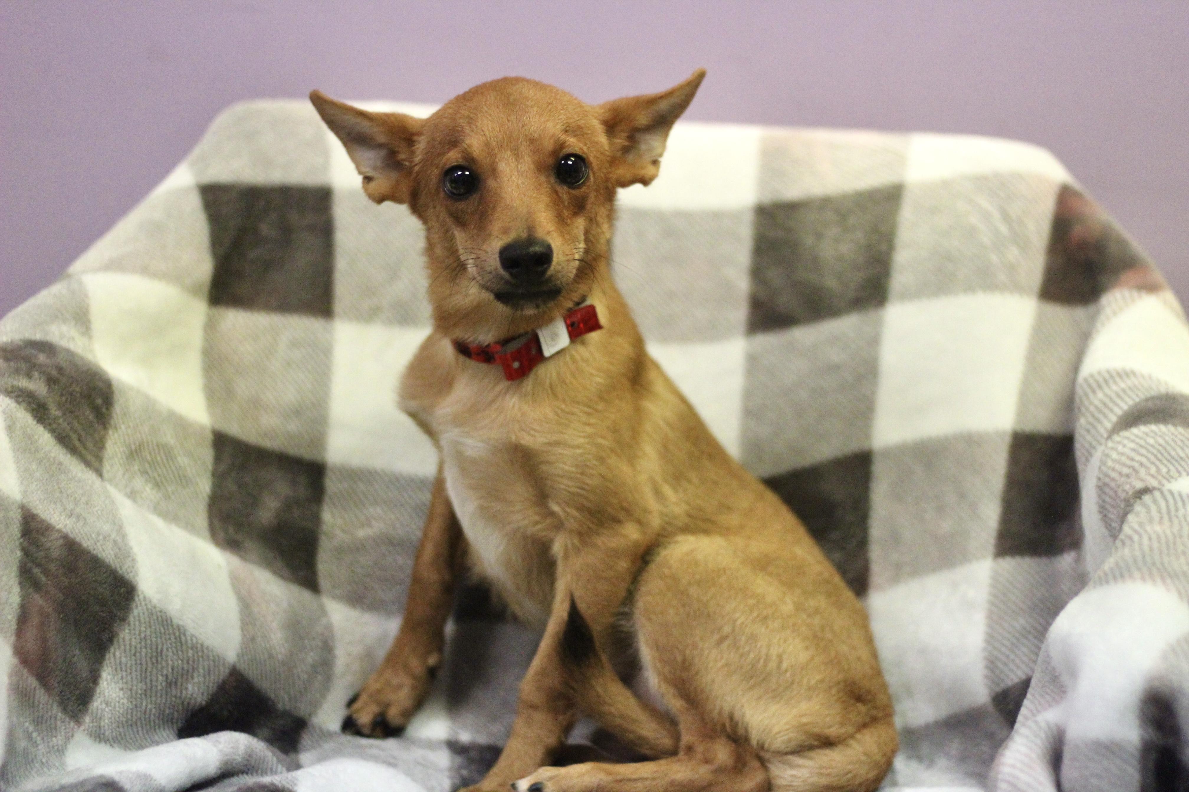 Enlarge Bark Hogan in NH. Come Meet our Adoptable Dogs Wednesday-Saturday. More info in Bio, a Adoptable mixed breed in Manchester, NH image 1/4