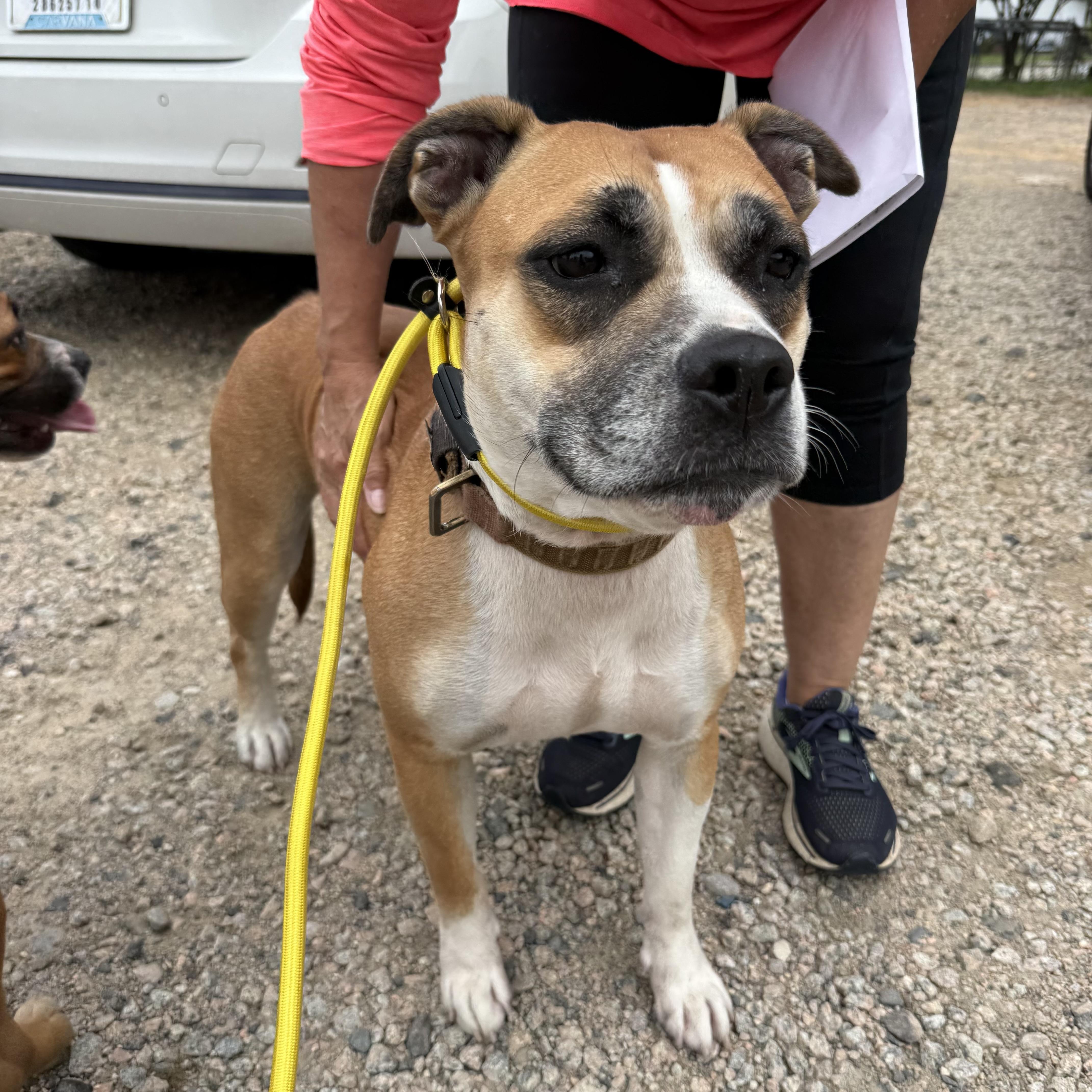Enlarge Gigi, a Adoptable mixed breed in Stowe, VT image 4/6