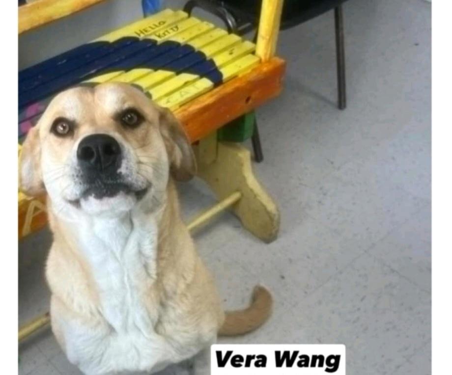 Enlarge T-Vera Wang, a Adoptable mixed breed in Billings, MT image 1/1