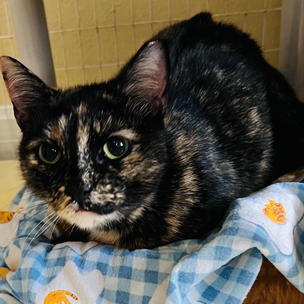 KitKat, Adoptable, Adult Female Domestic Short Hair.