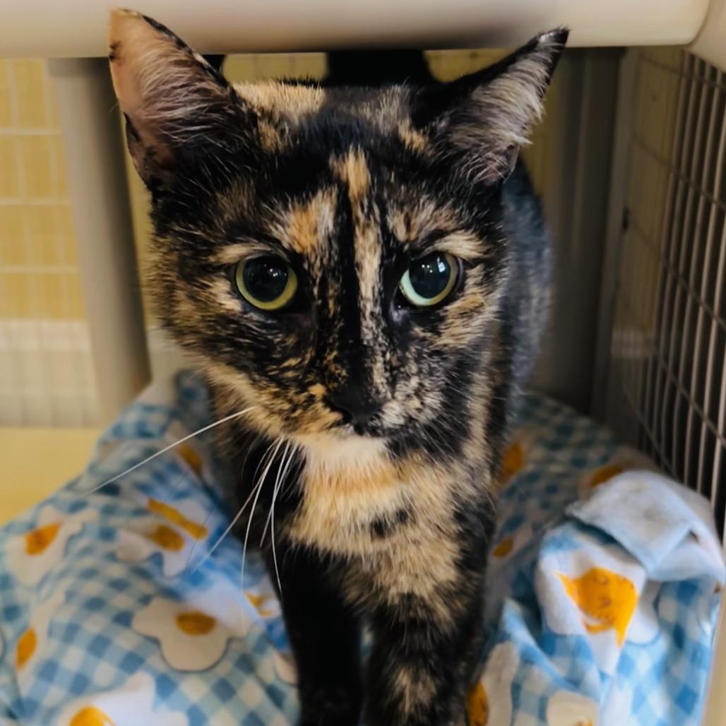 KitKat, a Adoptable Domestic Short Hair in Folsom, LA image 2/2