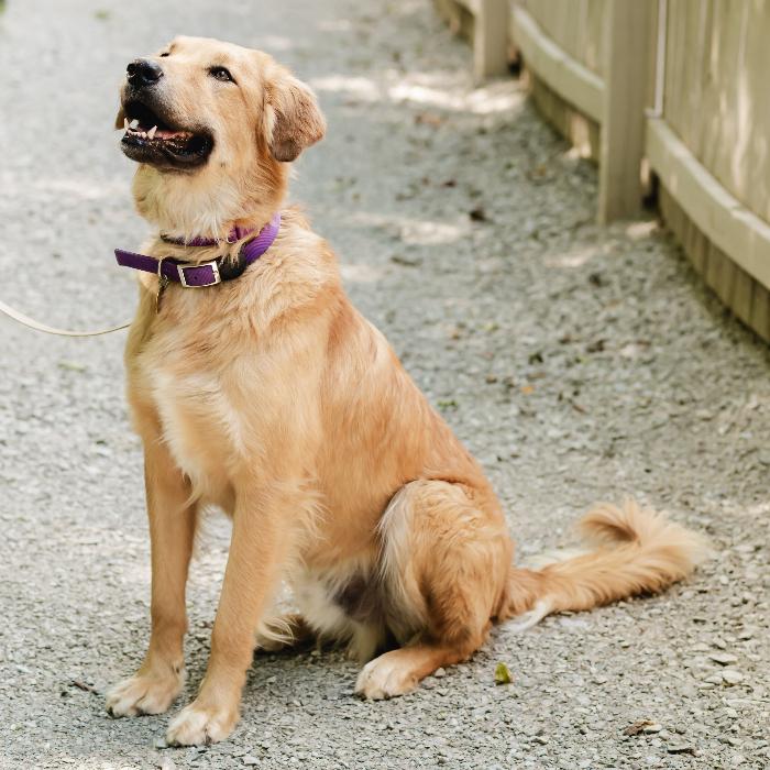 Dom #7430, Adoptable, Adult Male Anatolian Shepherd & Golden Retriever.