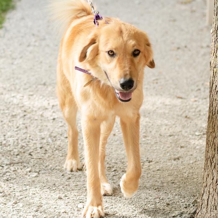 Enlarge Dom #7430, a Adoptable mixed breed in Louisville, KY image 2/6