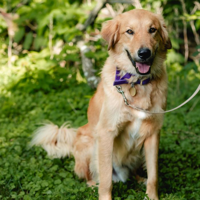 Enlarge Dom #7430, a Adoptable mixed breed in Louisville, KY image 3/6