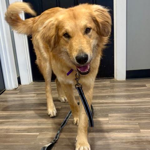 Enlarge Dom #7430, a Adoptable mixed breed in Louisville, KY image 1/5