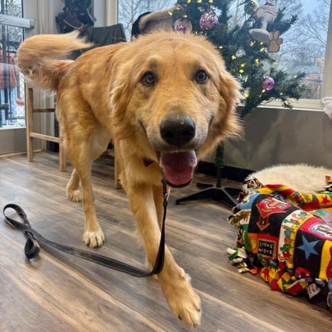 Enlarge Dom #7430, a Adoptable mixed breed in Louisville, KY image 2/5