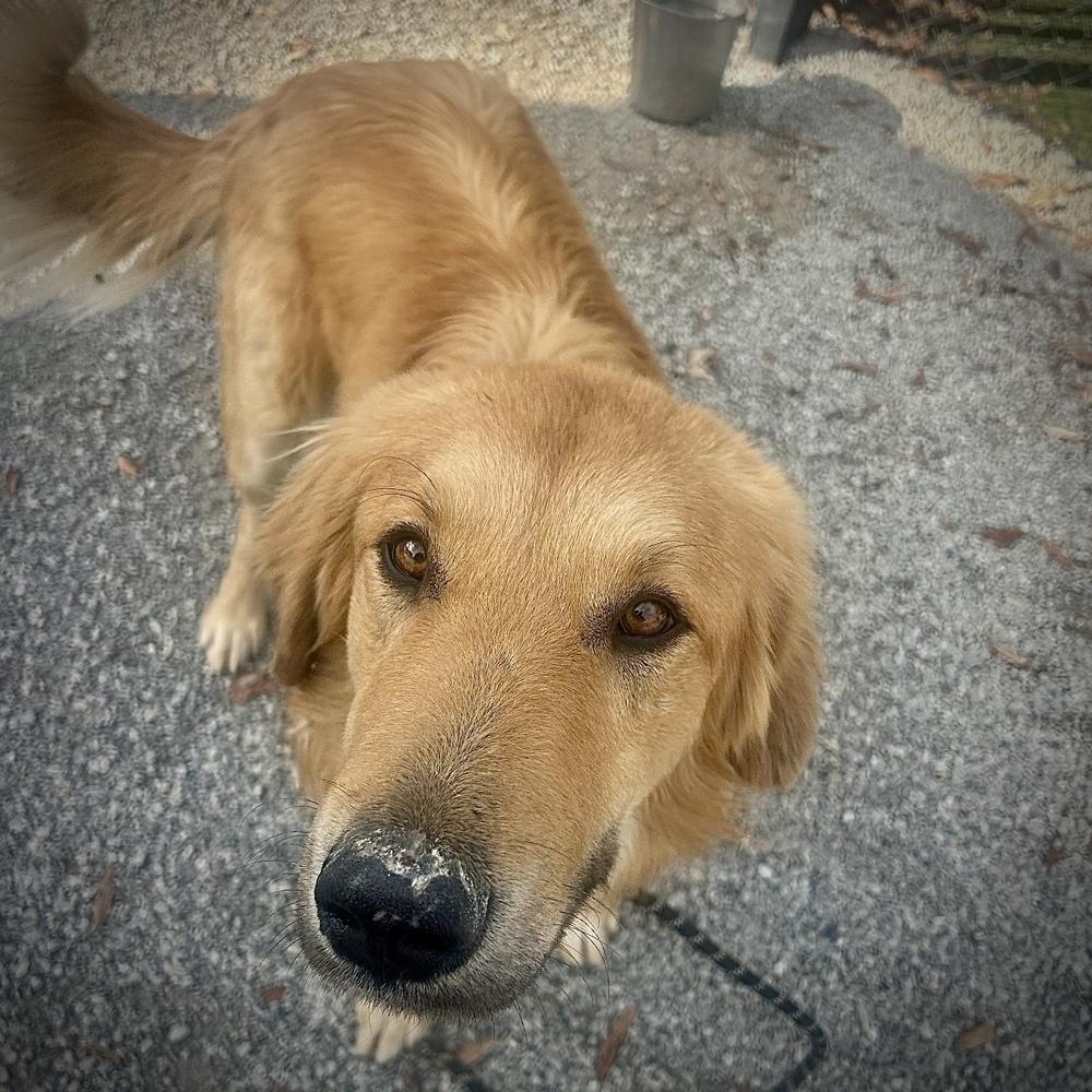 Enlarge Dom #7430, a Adoptable mixed breed in Louisville, KY image 3/5