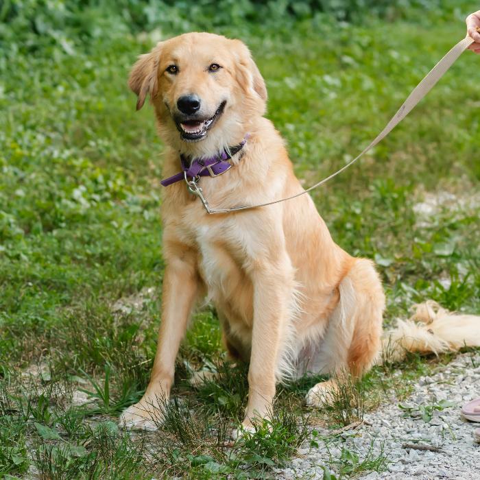 Enlarge Dom #7430, a Adoptable mixed breed in Louisville, KY image 5/6