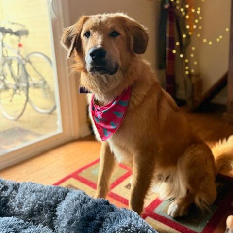 Enlarge Dom #7430, a Adoptable mixed breed in Louisville, KY image 4/5