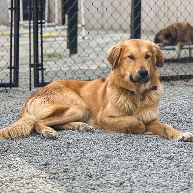 Enlarge Dom #7430, a Adoptable mixed breed in Louisville, KY image 5/5