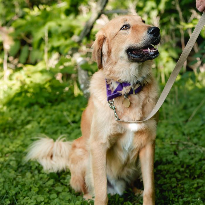 Enlarge Dom #7430, a Adoptable mixed breed in Louisville, KY image 6/6