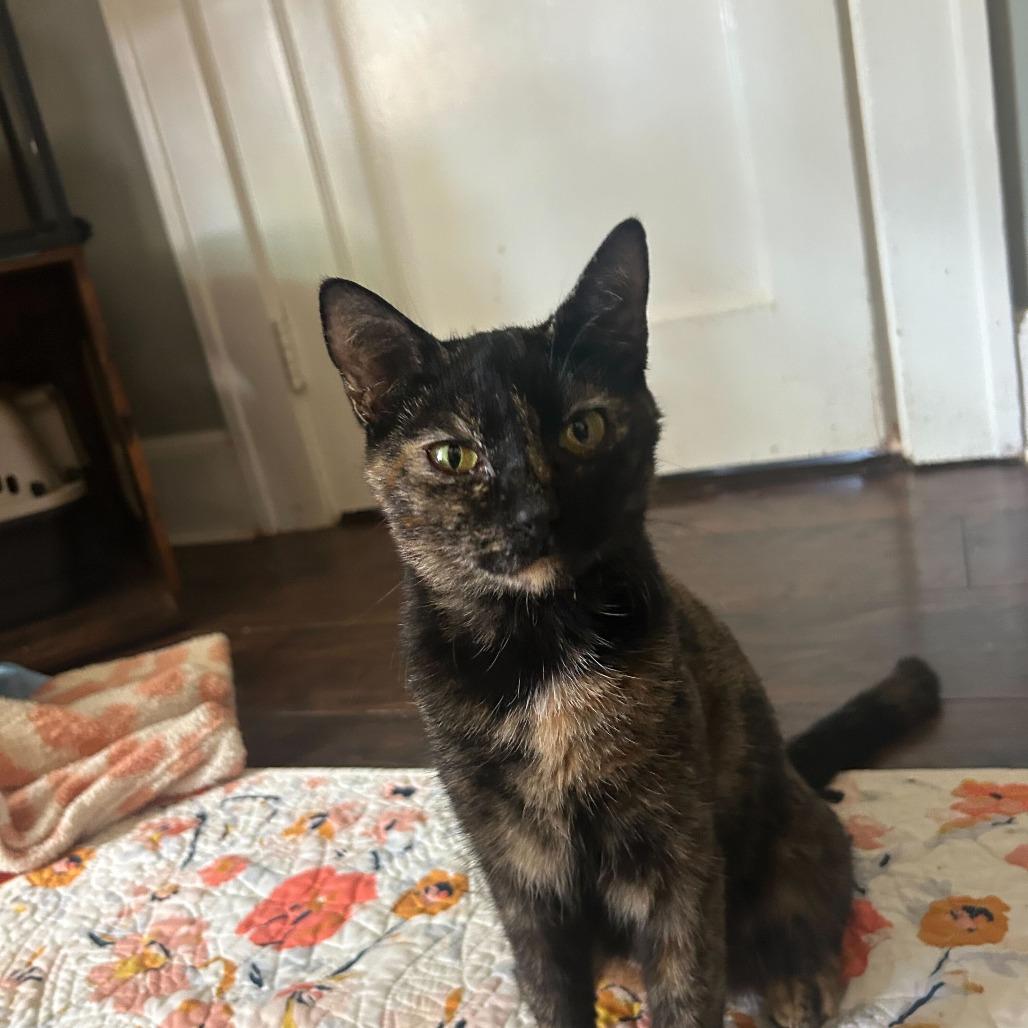 Blackie Mama, Adoptable, Young Female Domestic Short Hair.