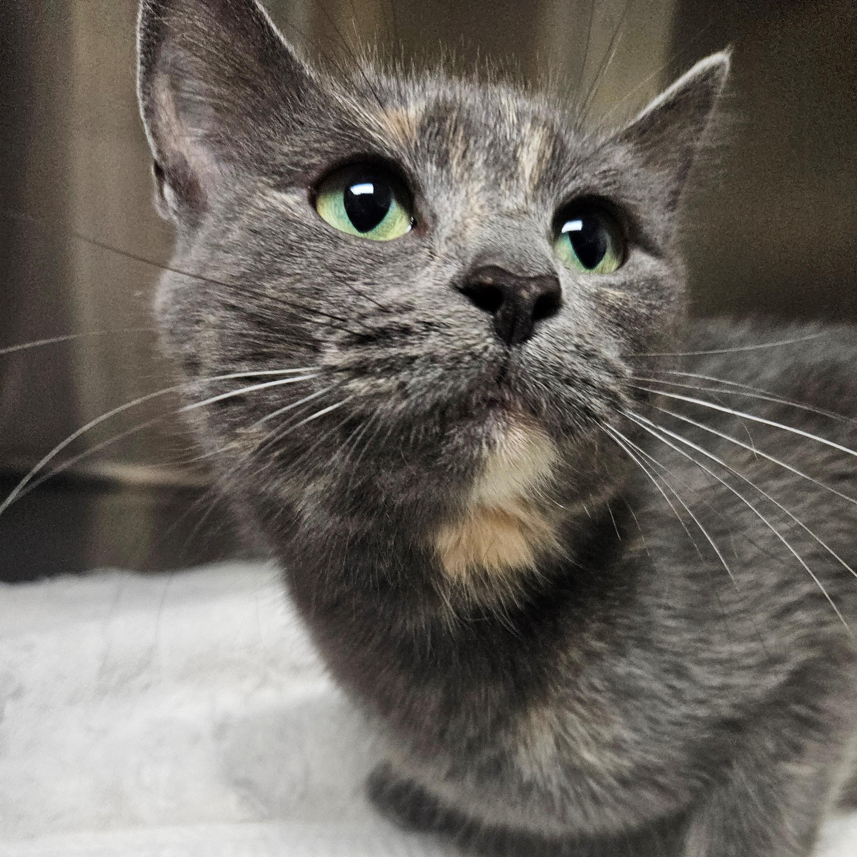 Sassy, ADOPTABLE, Adult Female Dilute Calico.