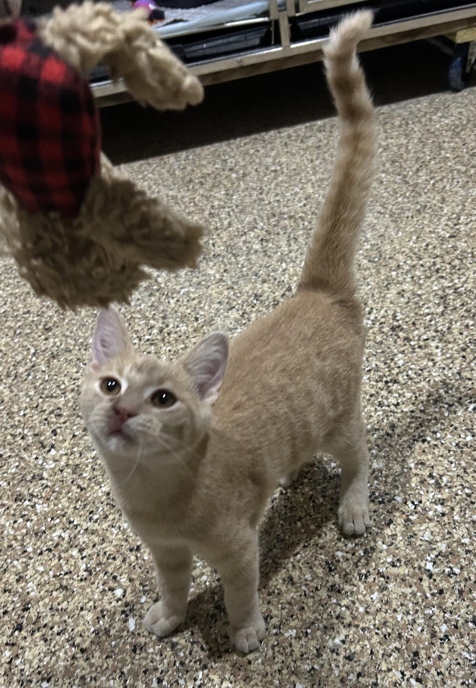Simba, Adoptable, Kitten Male Domestic Short Hair.