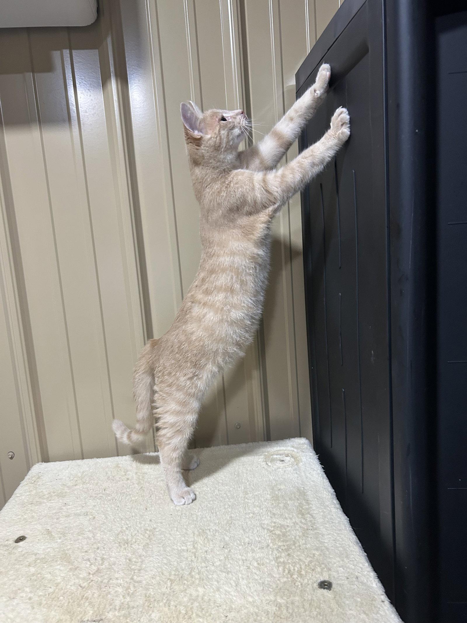 Enlarge Simba, a Adoptable Domestic Short Hair in Steeleville, IL image 2/3