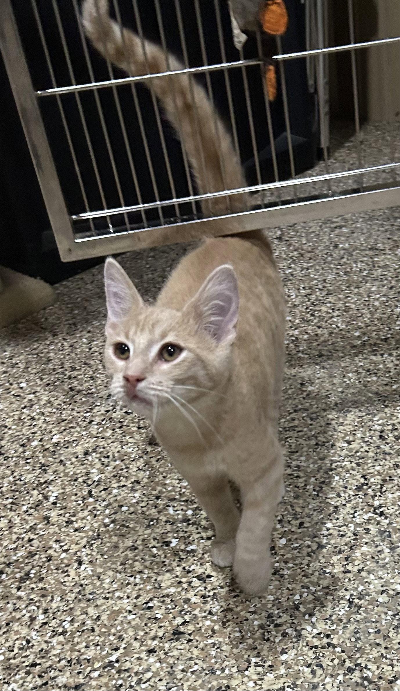 Enlarge Simba, a Adoptable Domestic Short Hair in Steeleville, IL image 3/3