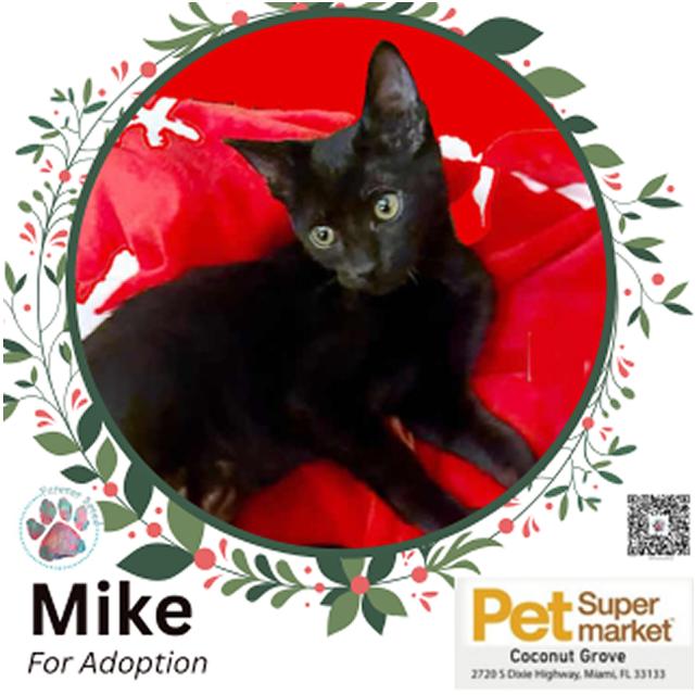 Mike, adopted, Kitten Male Domestic Short Hair.