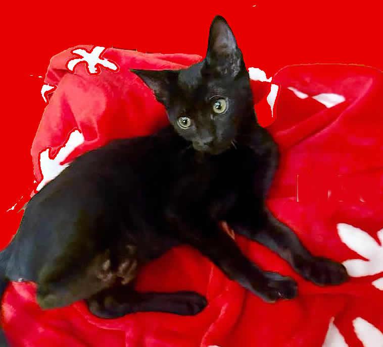 Enlarge Mike, an adopted Domestic Short Hair in Miami, FL image 3/4