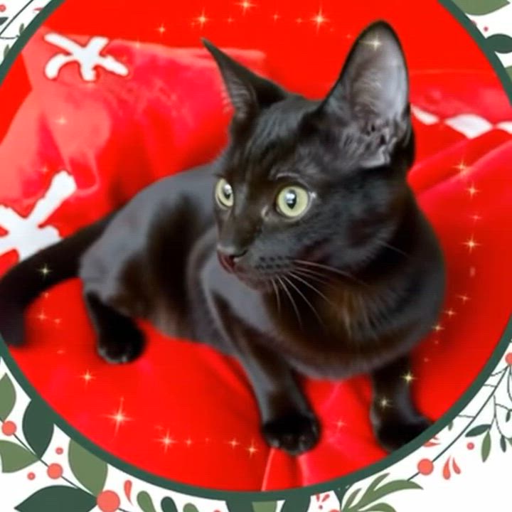 Enlarge Mike, an adopted Domestic Short Hair in Miami, FL video 4/4