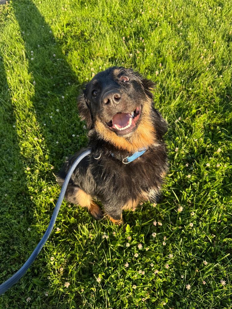 Tater Tot, Adoptable, Young Male Australian Shepherd.