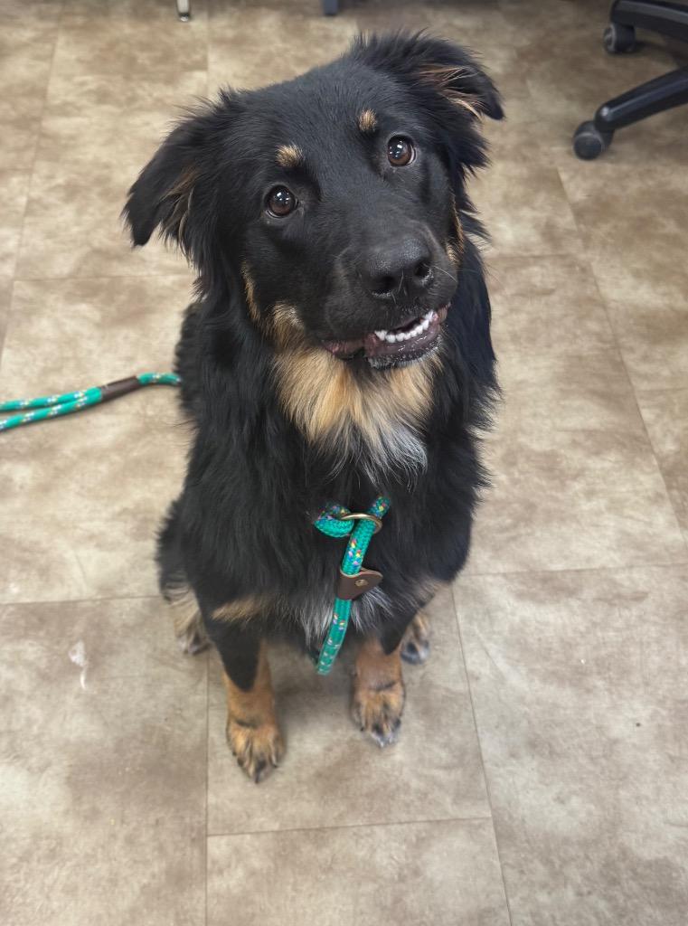 Tater Tot, a Adoptable mixed breed in Springfield, OH image 2/5