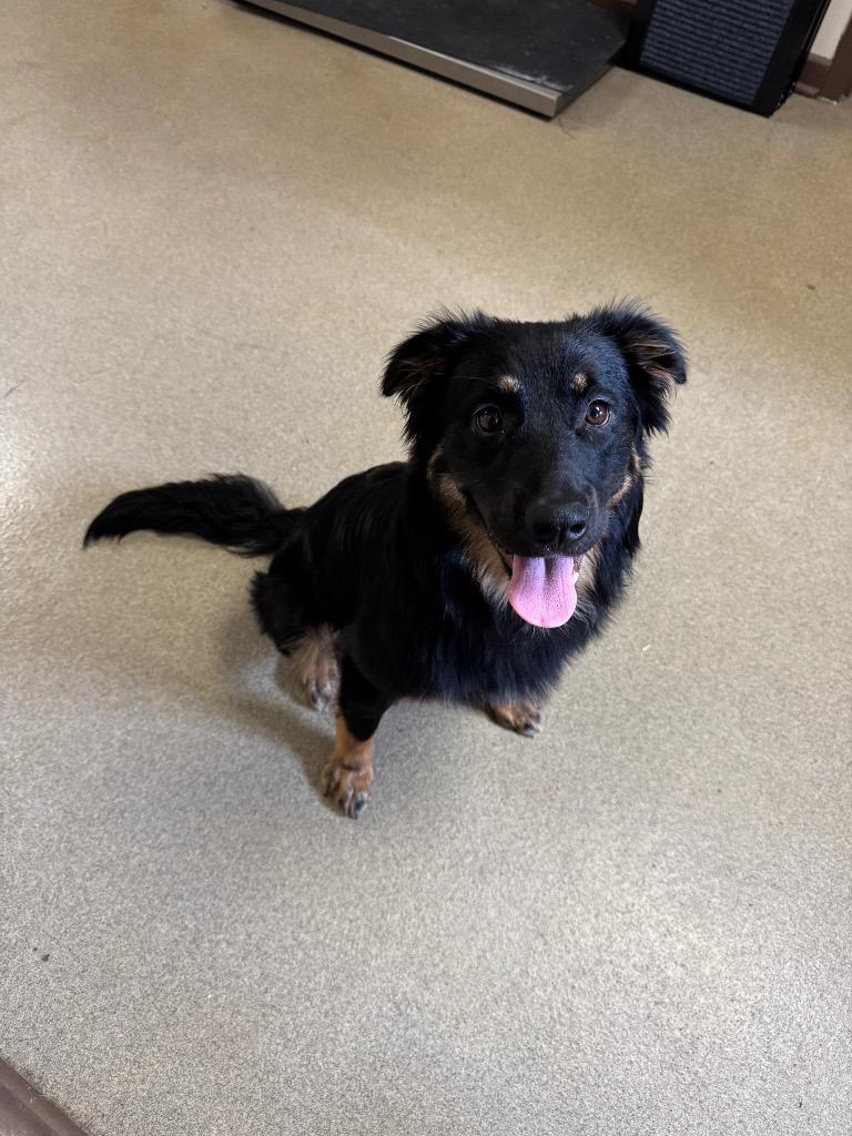 Tater Tot, a Adoptable mixed breed in Springfield, OH image 4/5
