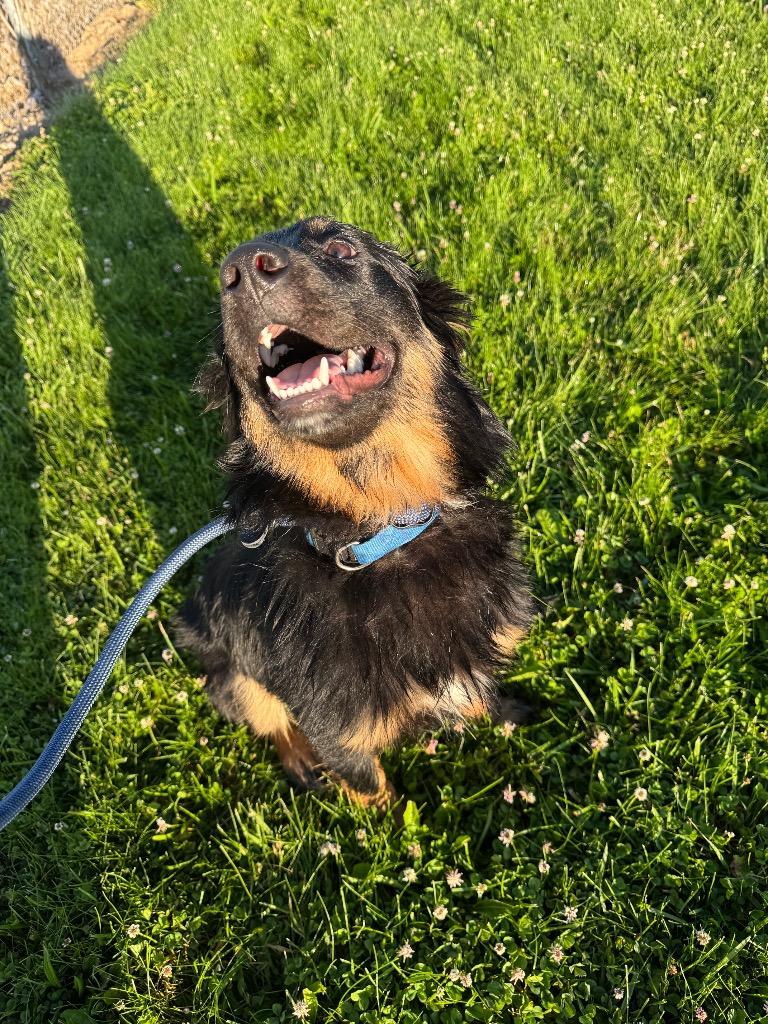 Tater Tot, a Adoptable mixed breed in Springfield, OH image 5/5