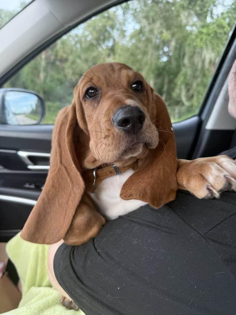 Humphrey, a ADOPTABLE Basset Hound in Auburndale, FL image 1/3